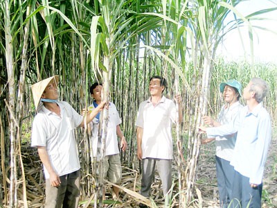 Sugar cane growers earn less due to low prices (Photo: SGGP)
